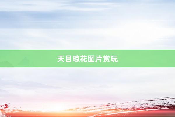 天目琼花图片赏玩